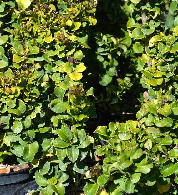 Ligustrum japonicum 'Coriaceum' - Crinkle Leaf Ligustrum from Gilmore Plants