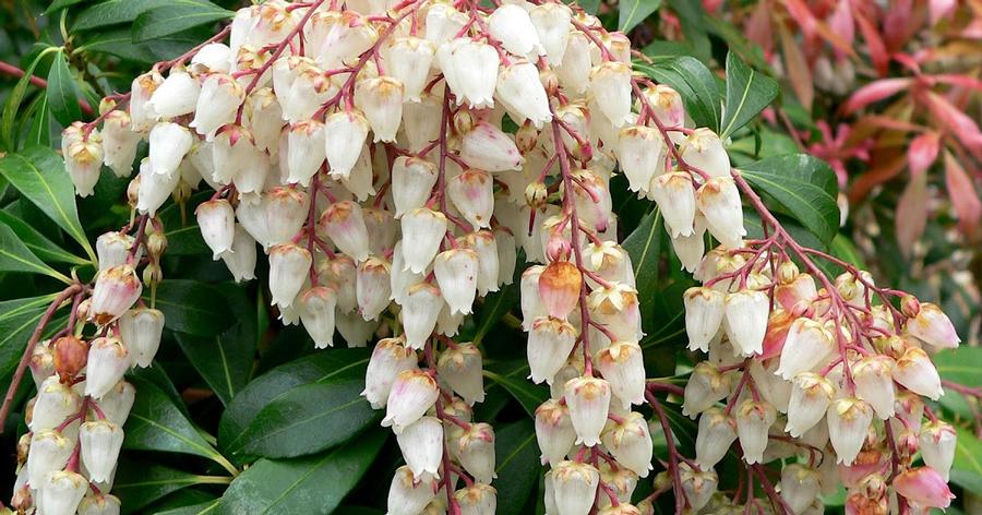 Pieris japonica - Japanese Andromeda from Gilmore Plants