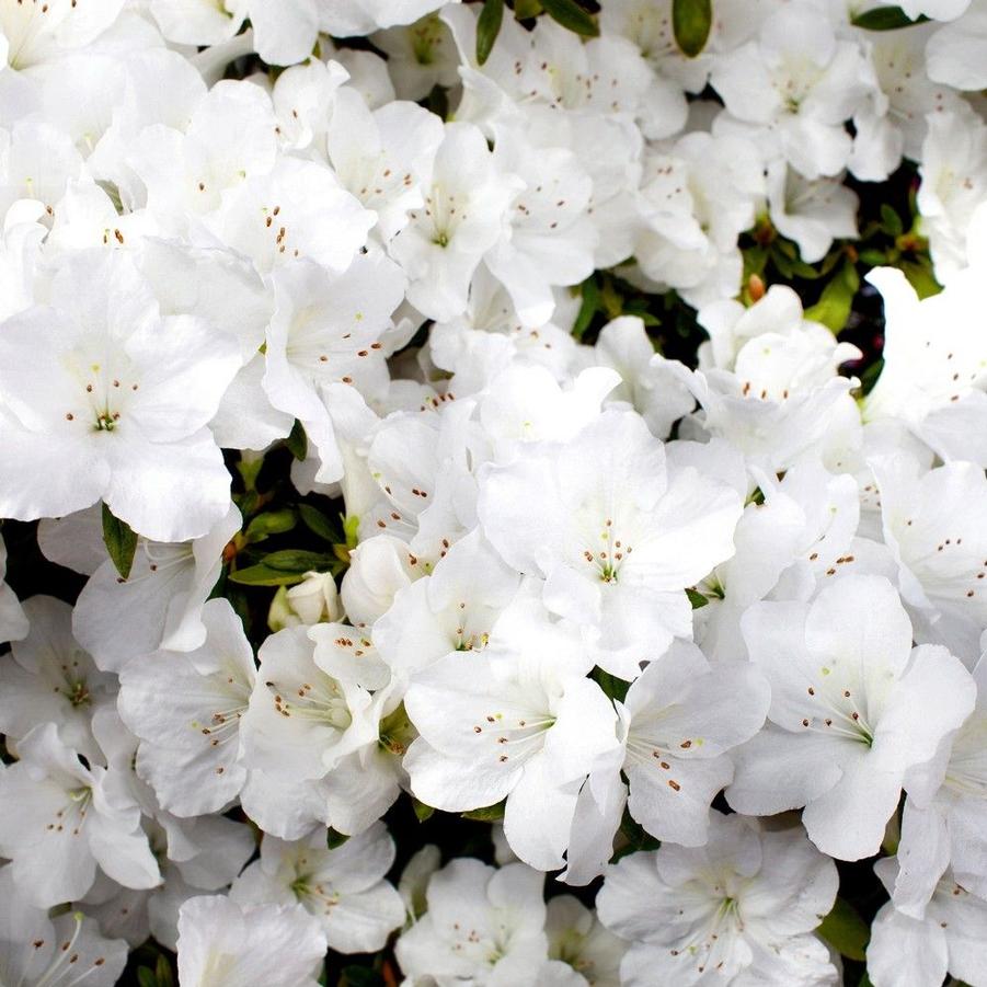 Rhododendron 'Robleg' PP15227 - Autumn Angel® from Gilmore Plants