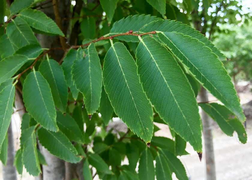 Zelkova serrata 'Green Vase' - Green Vase Zelkova from Gilmore Plants