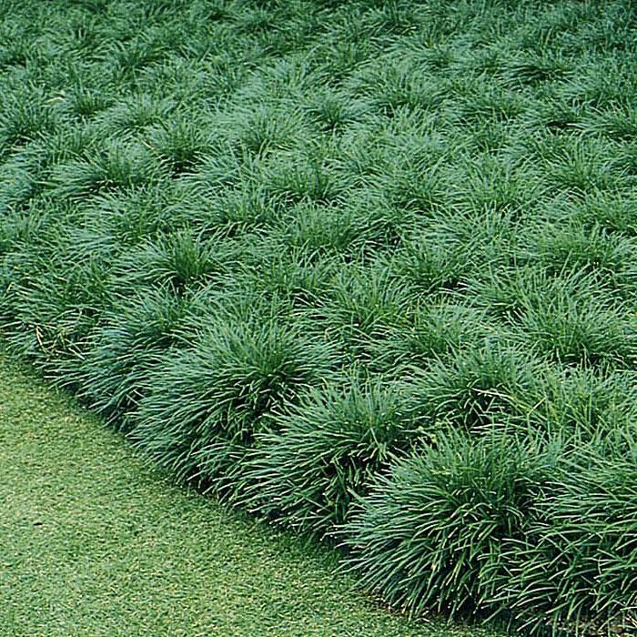 Ophiopogon japonicus - Mondo Grass from Gilmore Plants