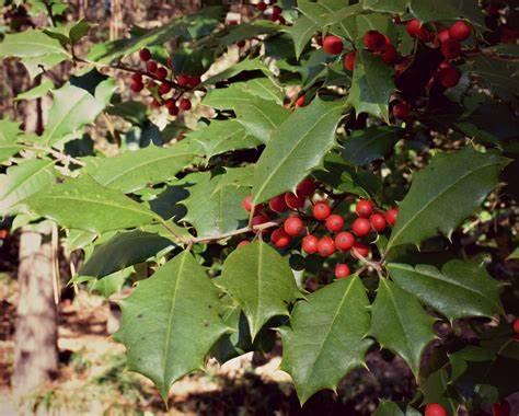 Ilex opaca - American Holly from Gilmore Plants