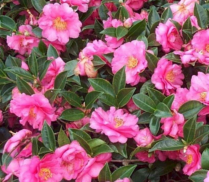Camellia sasanqua 'Shishi Gashira' - Camellia from Gilmore Plants