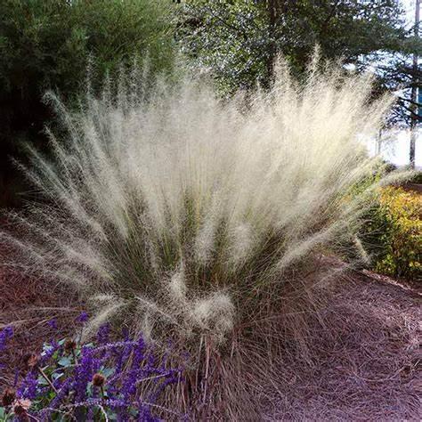 Muhlenbergia capillaris 'White Cloud' - Muhly Grass from Gilmore Plants