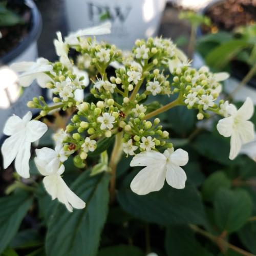 Viburnum plicatum tomentosum 'NCVP1' PP33899 - Steady Eddy® Doublefine Viburnum from Gilmore Plants