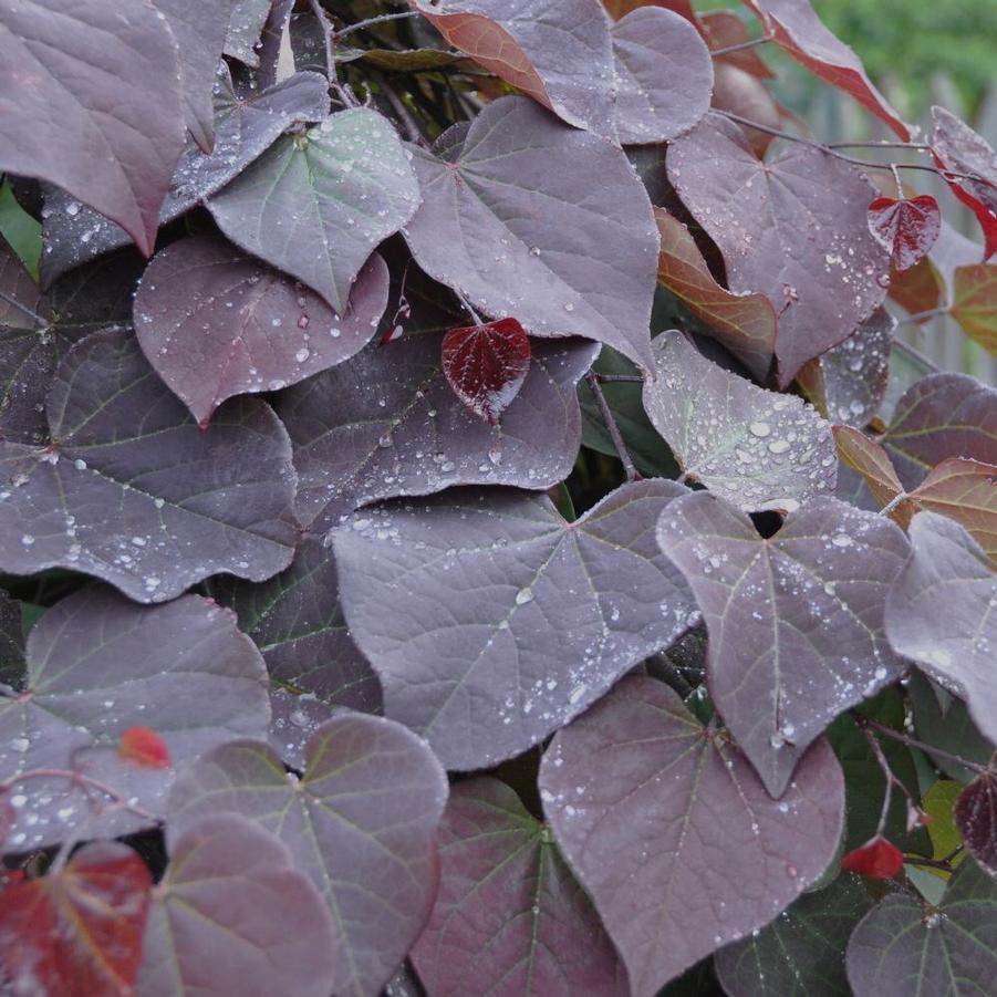 Cercis canadensis 'Ruby Falls' PP22097 - Ruby Falls Weeping Redbud from Gilmore Plants
