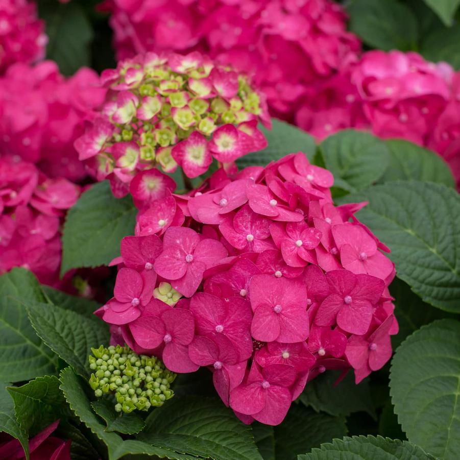 Hydrangea macrophylla 'Bailmacfive' PP30359 'Summer Crush® Bigleaf Hydrangea' - Summer Crush® Bigleaf Hydrangea from Gilmore Plants