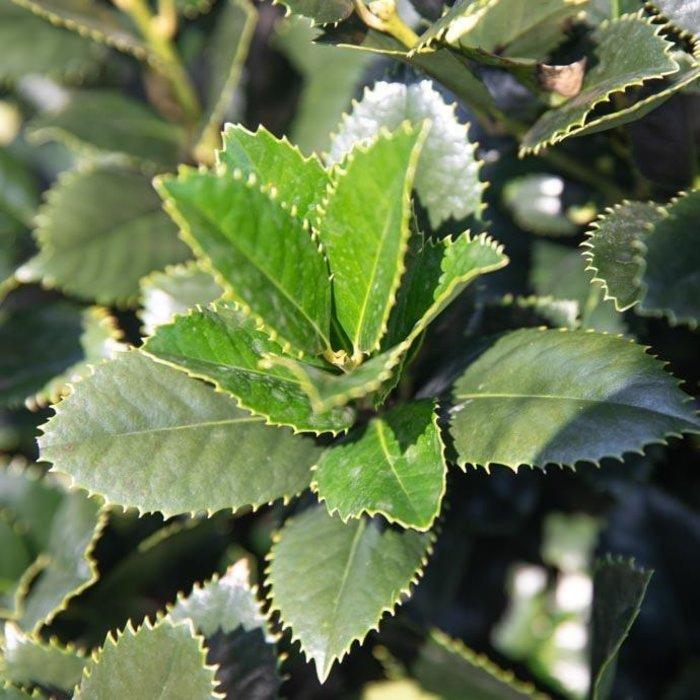 Ilex x 'Conty' PP12009 'Liberty™ Holly' - Liberty™ Holly from Gilmore Plants