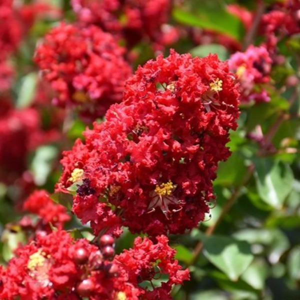 Lagerstroemia 'JM1' PP31585 'Colorama™ Scarlet Crape Myrtle' - Colorama™ Scarlet Crape Myrtle from Gilmore Plants