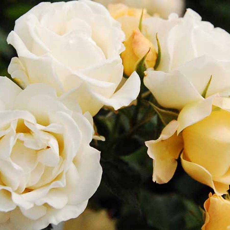 Rosa 'Novarospop' PP24773 'Popcorn Drift® Rose' Popcorn Drift® Rose ...