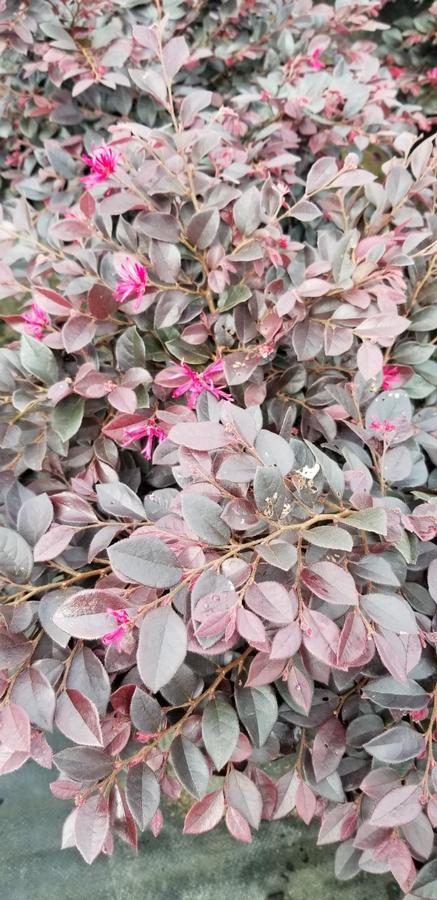 Loropetalum chinense 'Kurobijin' PP23176 ''Cerise Charm™'' - Cerise Charm™ Loropetalum from Gilmore Plants
