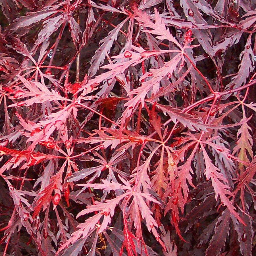 Acer palmatum var. dissectum 'Tamukeyama' - Tamukeyama Japanese Maple from Gilmore Plants