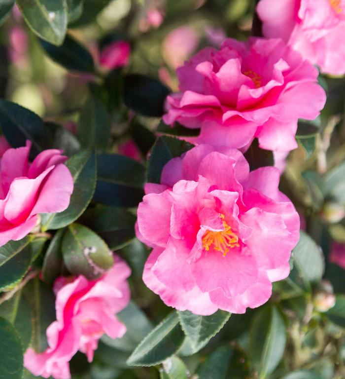Camellia sasanqua Alabama Beauty™