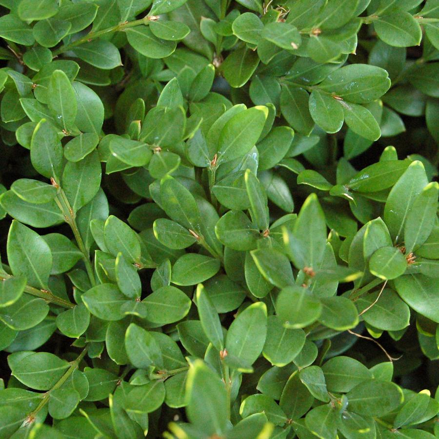Buxus 'Green Velvet' - Boxwood from Gilmore Plants