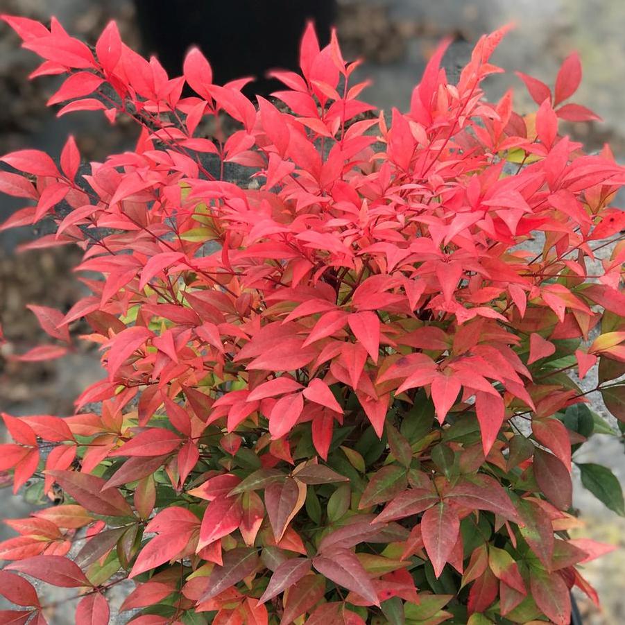 Nandina domestica 'Gulfstream' - Heavenly Bamboo from Gilmore Plants