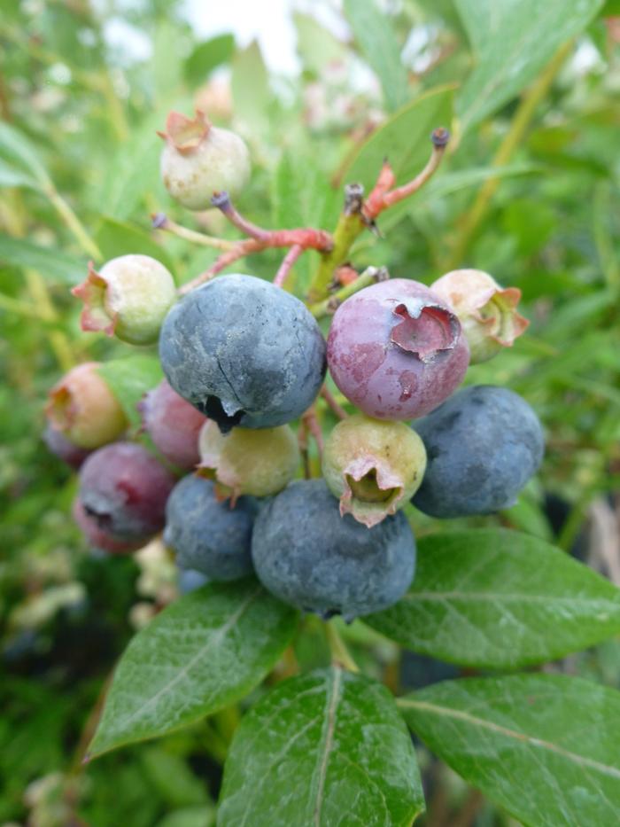 Vaccinium corymbosum Legacy