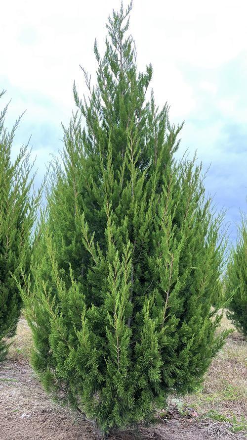 Juniperus virginiana 'Brodie' - Brodie Juniper from Gilmore Plants