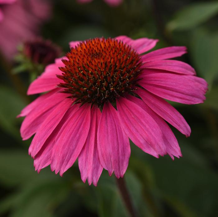 Echinacea Sombrero® Rosada