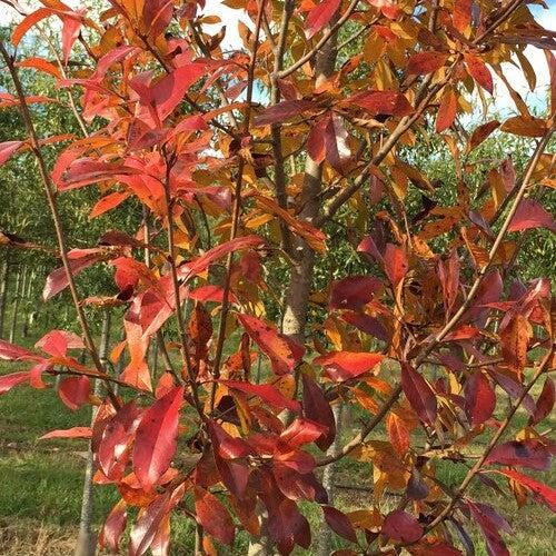 Nyssa sylvatica 'NSMTF' - Red Splyndor® Black Gum from Gilmore Plants