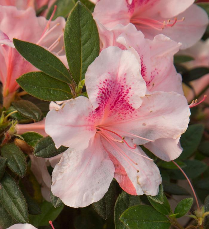 Rhododendron 'Robled' 'Autumn Chiffon™ Encore Azalea' - Autumn Chiffon™ Encore Azalea from Gilmore Plants