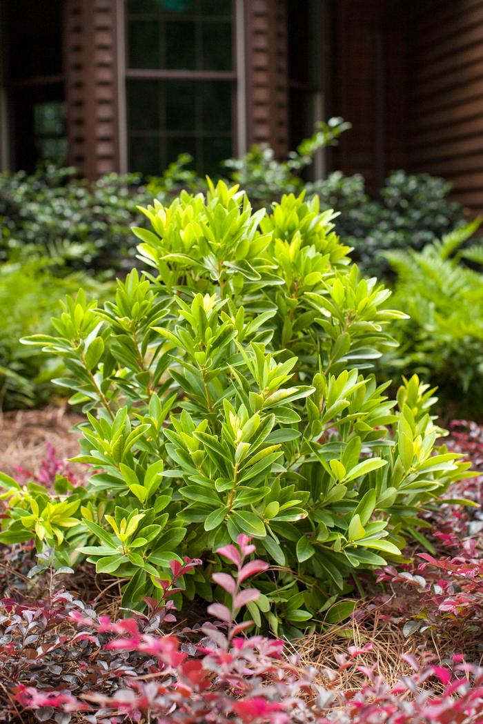 Illicium parviflorum BananAppeal&trade;