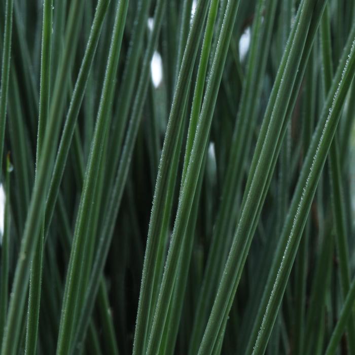 Juncus inflexus ColorGrass&reg; Blue Arrows