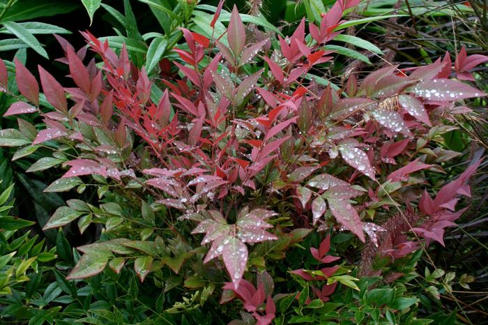 Nandina domestica Obsession&trade;