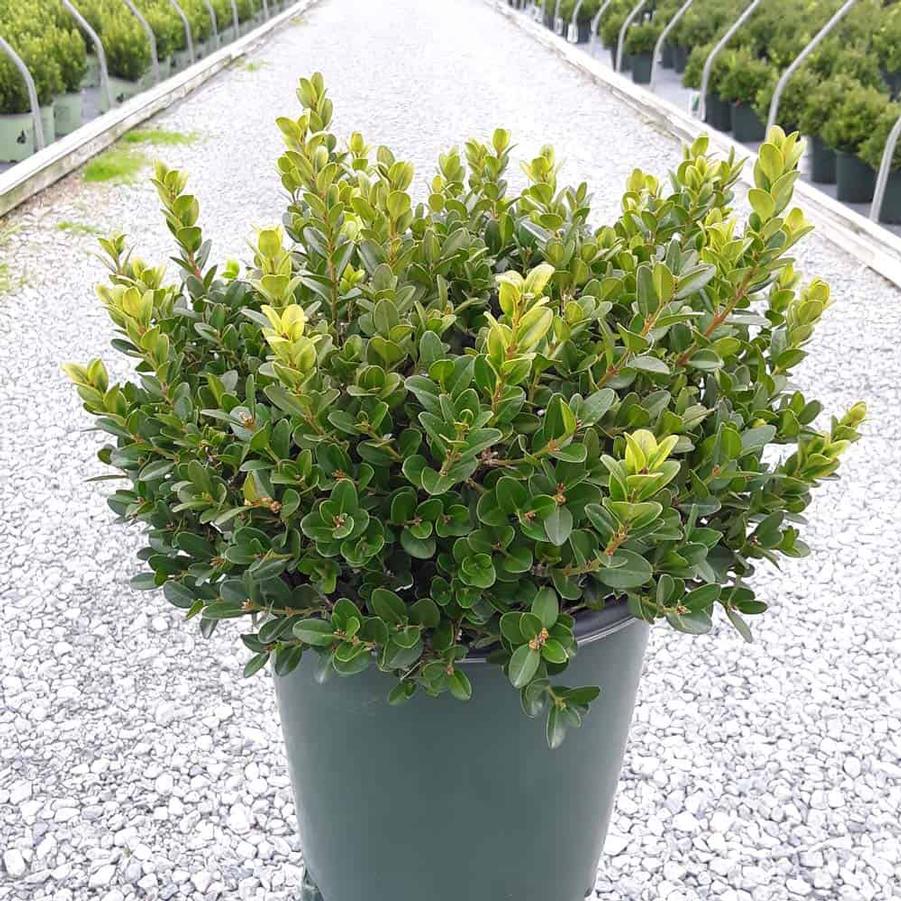 Buxus microphylla ''Little Missy' PP # 24,703' - Little Missy Boxwood from Gilmore Plants