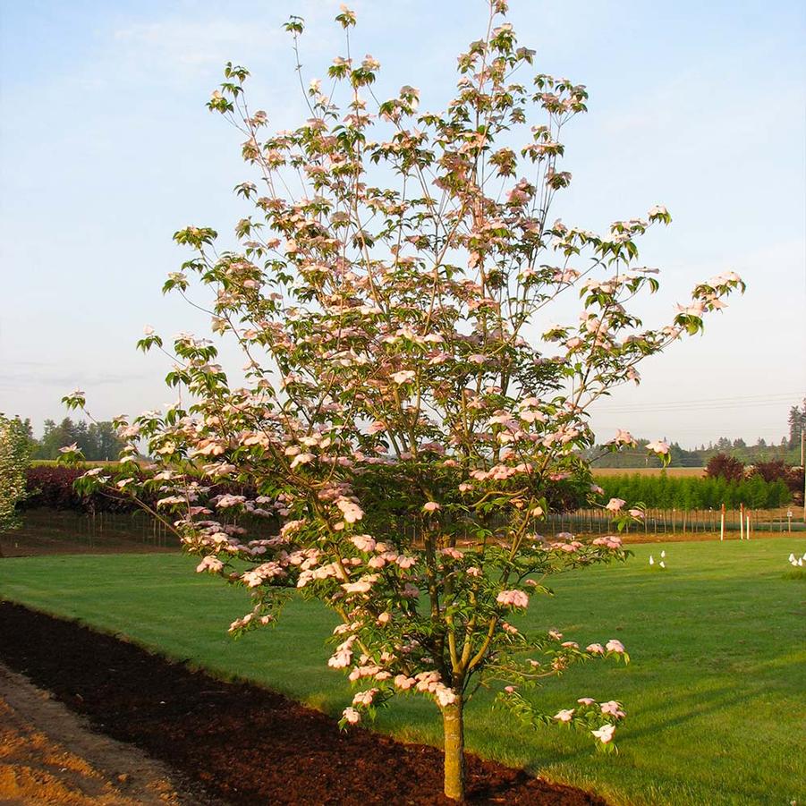 Cornus x 'Rutgan' - Stellar Pink® Dogwood from Gilmore Plants