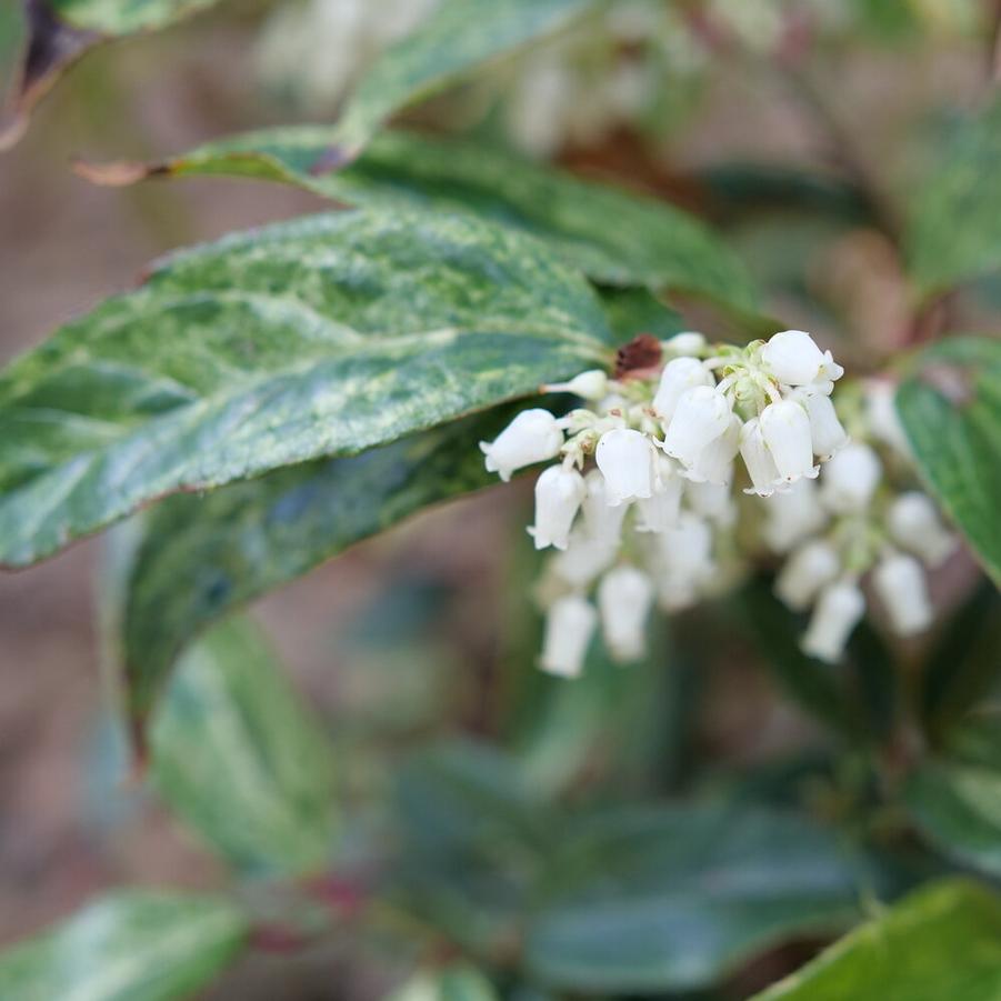 Leucothoe fontanesiana 'SMNLFGRV' 'Paisley Pup®' - Doghobble PP35833 from Gilmore Plants