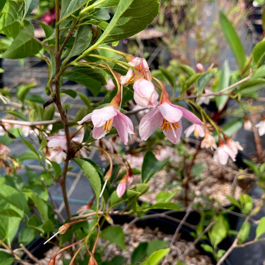 Styrax japonicus ''Pink Chimes'' - Pink Chimes Japanese Snowbell from Gilmore Plants