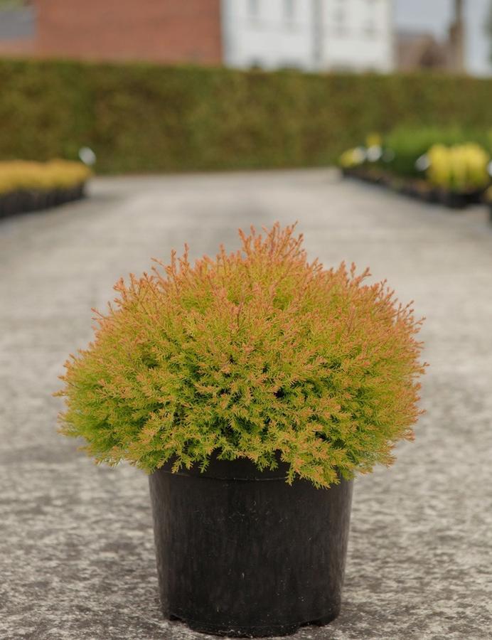 Thuja occidentalis ''Congabe' PP19009' - Fire Chief™ Arborvtiae from Gilmore Plants