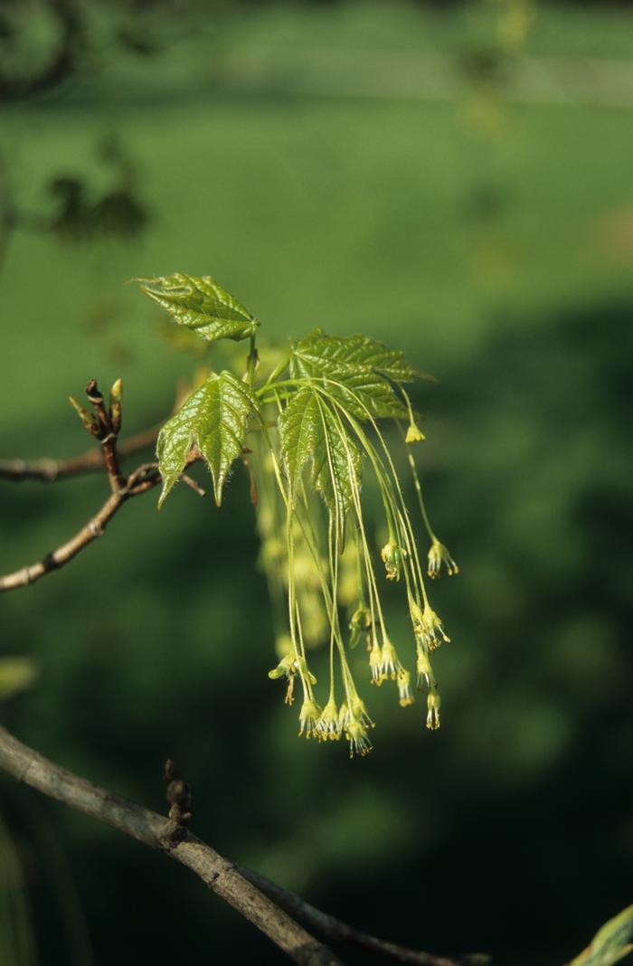 Acer saccharum Green Mountain