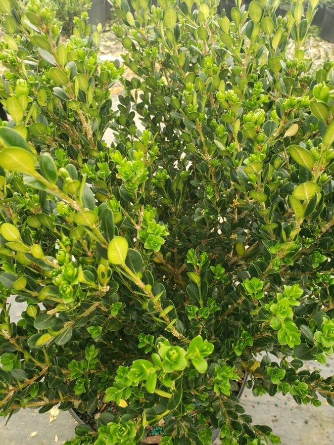 Buxus microphylla var. japonica 'Wintergreen' - Boxwood from Gilmore Plants