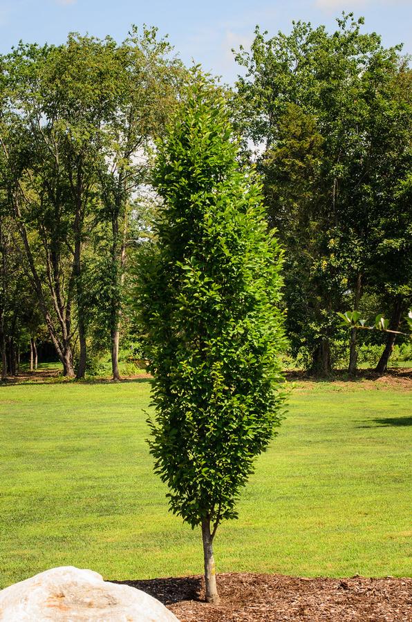 Carpinus betulus 'Fastigiata' - Upright European Hornbeam from Gilmore Plants