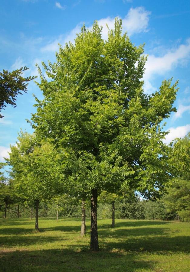 Celtis occidentalis - Hackberry from Gilmore Plants