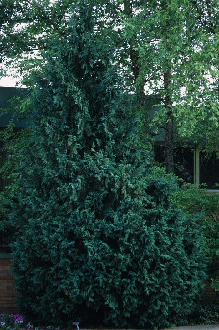 Chamaecyparis obtusa Gracilis