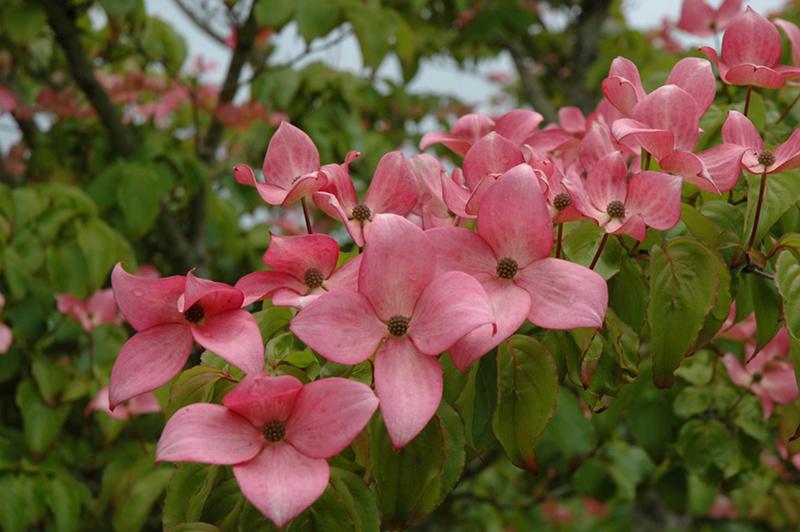 Cornus florida var. rubra - Pink Dogwood from Gilmore Plants