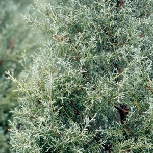 Cupressus arizonica Carolina Sapphire