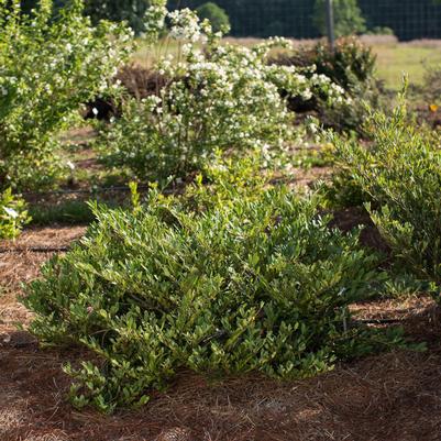 Distylium Vintage Jade