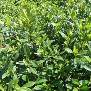 Gardenia jasminoides Frost Proof