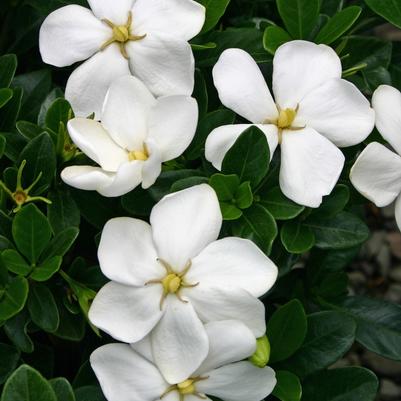 Gardenia jasminoides Kleim's Hardy