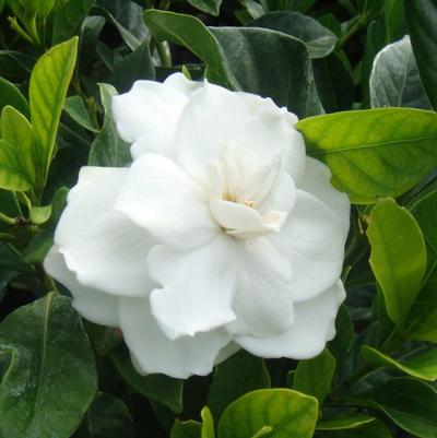 Gardenia jasminoides Radicans