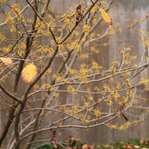 Hamamelis virginiana 