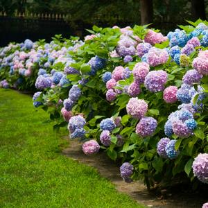 Hydrangea macrophylla Endless Summer® The Original