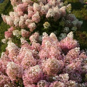 Hydrangea paniculata Bobo®