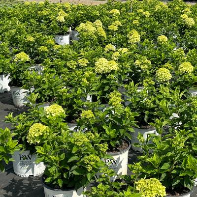 Hydrangea paniculata Little Lime®