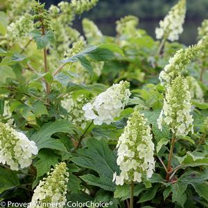 Hydrangea quercifolia Gatsby Gal®
