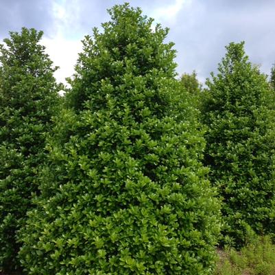 Ilex Emily Bruner