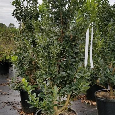Ilex Oak Leaf™